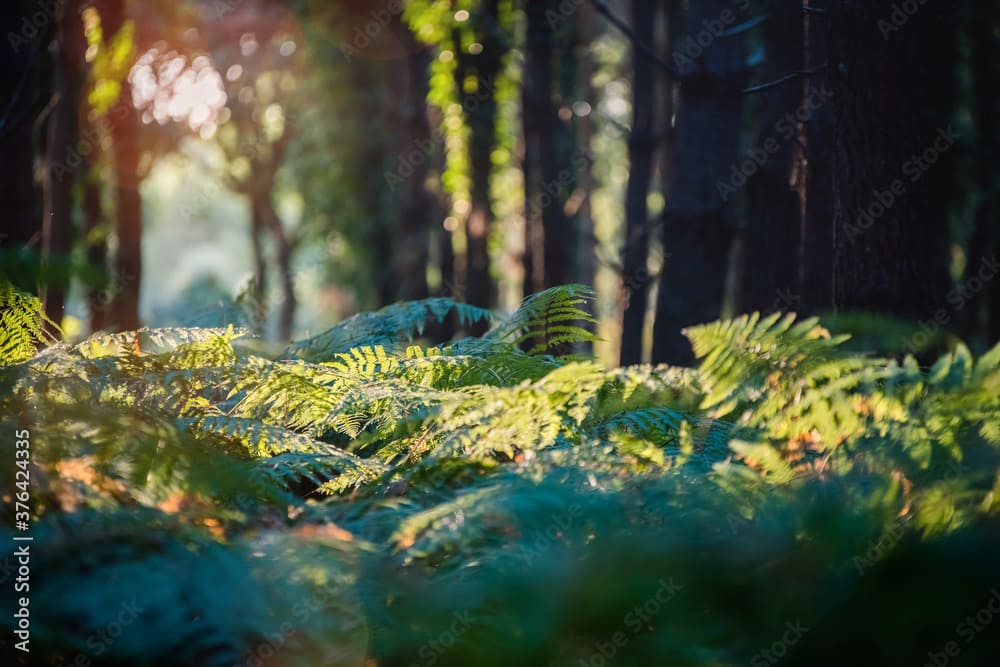 Arrière plan forêt