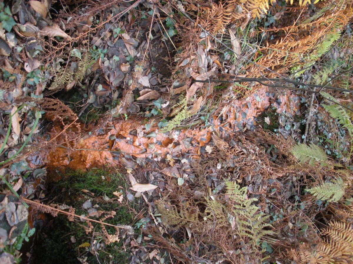Découvrez la charmante ville d'Arengosse, au cœur des Landes