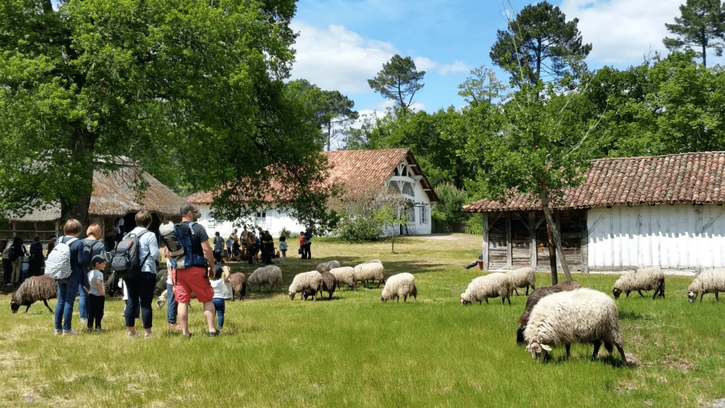 Nos voisins landais