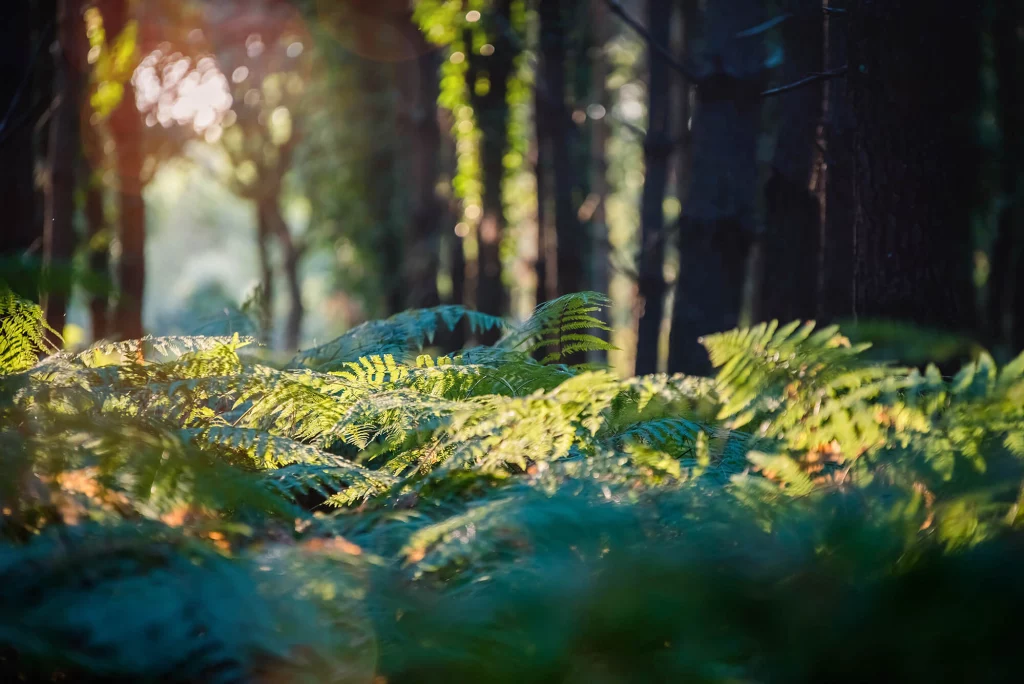 Nature Nature