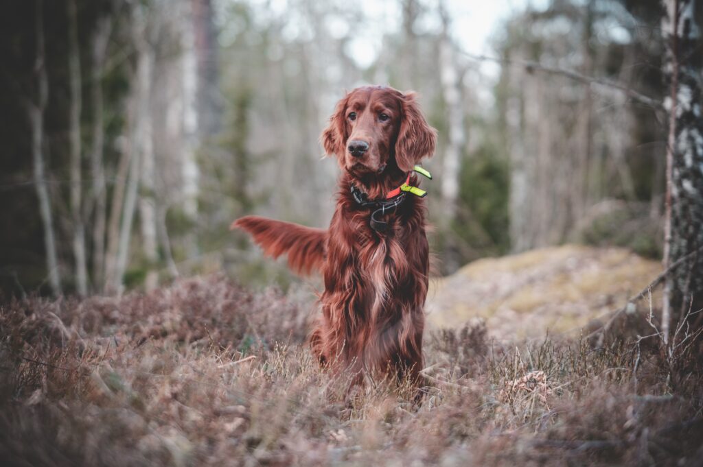 https://cdt64.media.tourinsoft.eu/upload/dannaragrim-dog-7128749.jpg