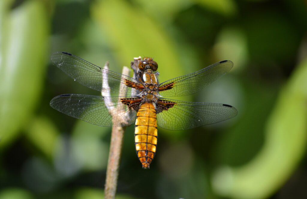 https://cdt64.media.tourinsoft.eu/upload/neelam279-dragon-fly-8031883.jpg