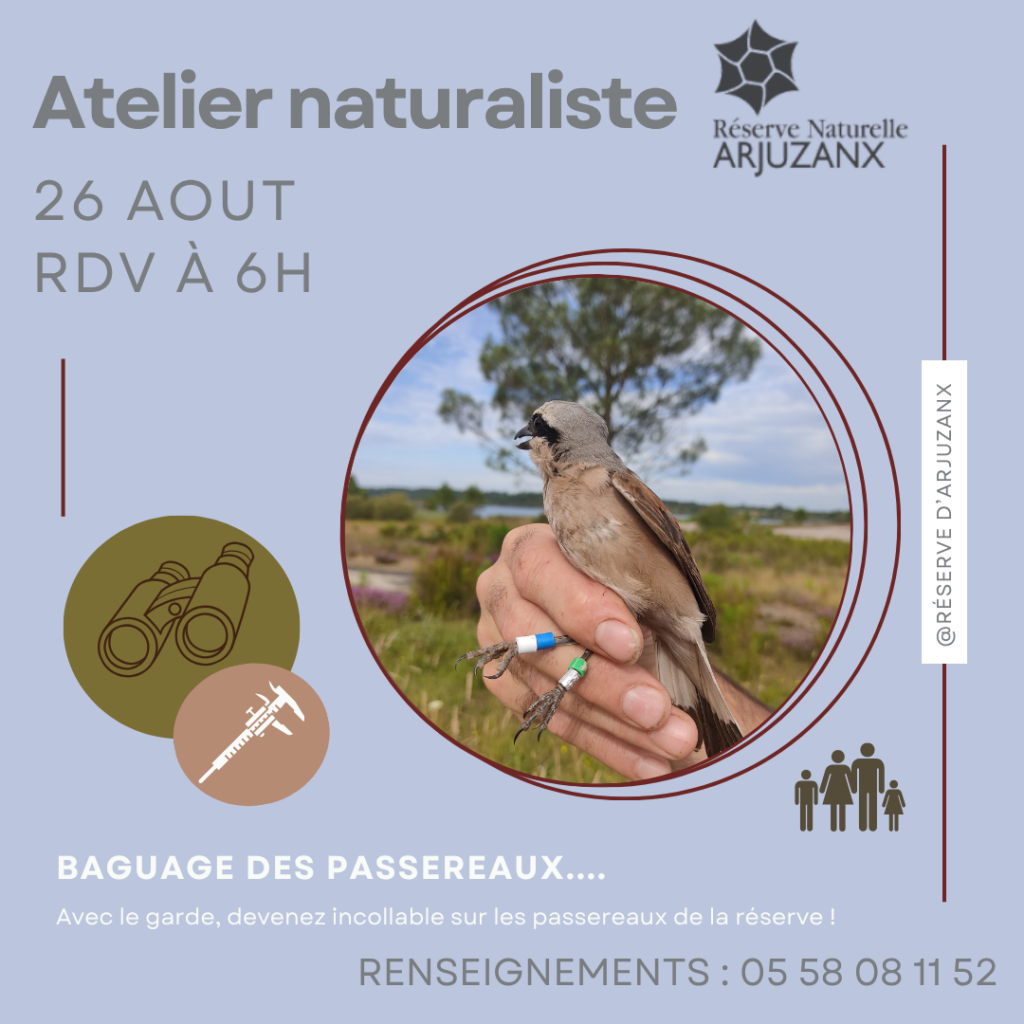 https://cdt64.media.tourinsoft.eu/upload/AFFICHE-ANIMATIONS-2.png