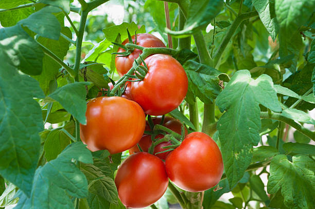 https://cdt40.media.tourinsoft.eu/upload/istockphoto-177334853-612x612.jpg