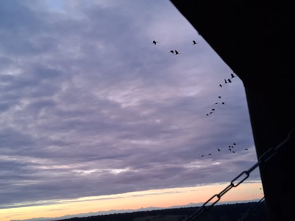 https://cdt64.media.tourinsoft.eu/upload/grues-lever-2.jpg