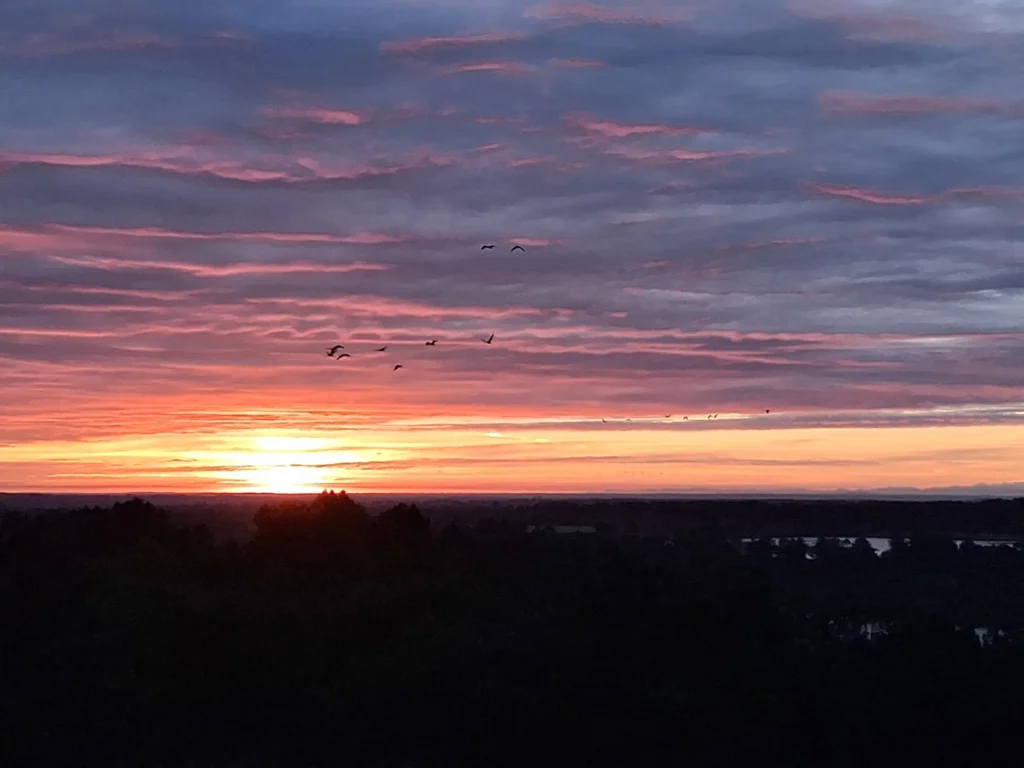 https://cdt24.media.tourinsoft.eu/upload/grues-coucher.jpg